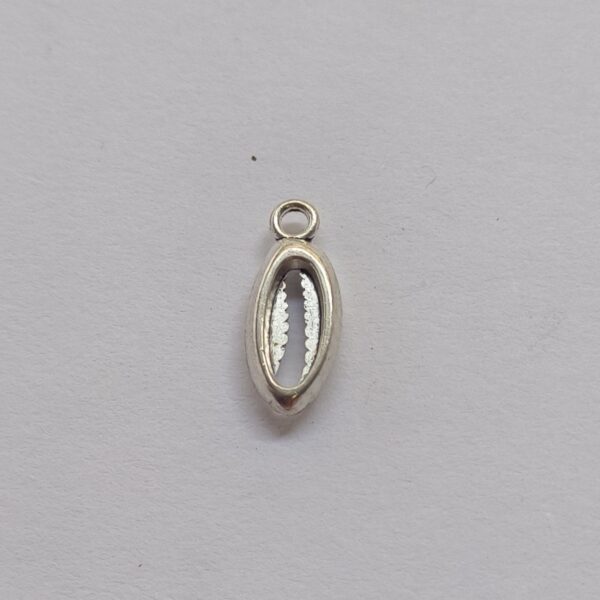 cowry shell